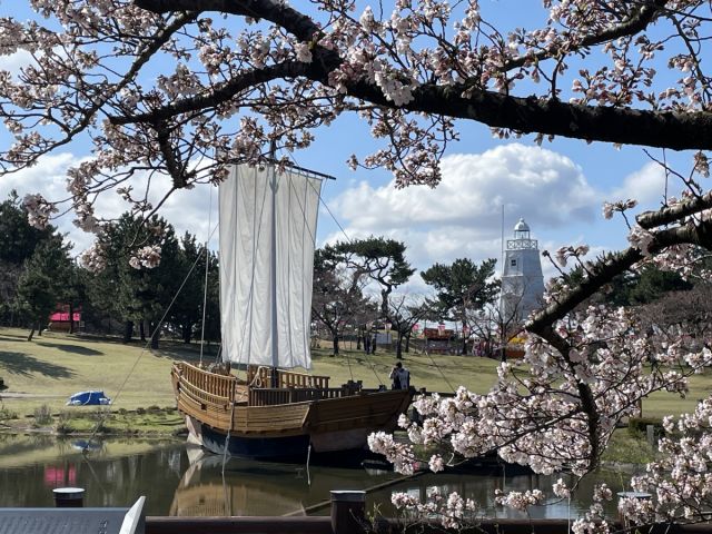 日和山公園の桜の様子（4月10日）