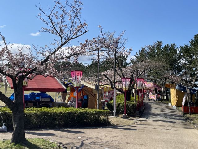日和山公園の桜の様子（4月10日）