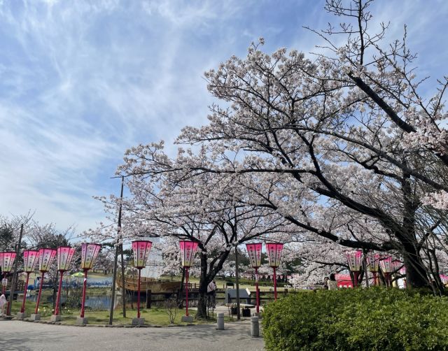 日和山公園桜の様子（4月12日）見頃を迎えました