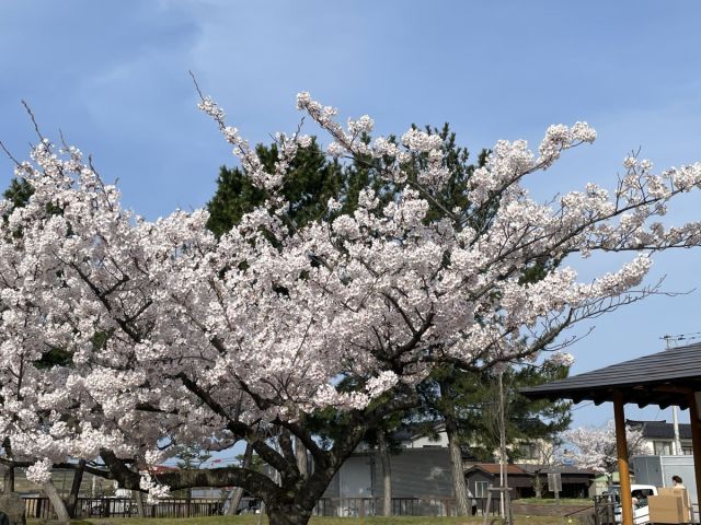 日和山公園の桜の様子（4月14日）満開を迎えました